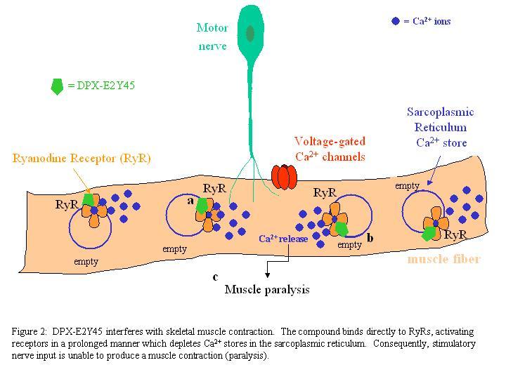 : Mode of Insecticidal Action New mode of action focused on perturbation of intracellular calcium levels Activates ryanodine receptors resulting in unregulated calcium release and muscle contraction.