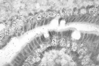 Ex vivo Receptor Imaging Labeled vitamin D receptors on rat duodenum Isolated Organ Receptor Models Guinea pig ileum Muscarinic acetylcholine receptors (M3) Histamine