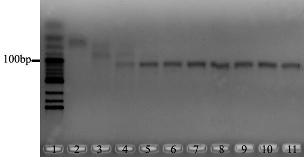 described above indicate that the background of NTC and the blank signal of 0 fm let-7a should be greatly decreased if the specific TaqMan probe is used to detect the ligation-based PCR products, and