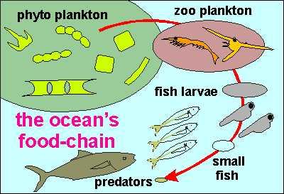 Trophic Levels in Marine Communties Marine food chains are arranged into tropic levels with the
