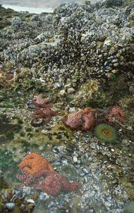 Rocky Intertidal Communities Intertidal communities live within one of the ocean s most dynamic habitats the shoreline Limited protection from waves and