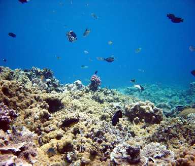 Coral Reef Communities Coral reefs have the highest biodiversity of any region found in the world ocean Corals,