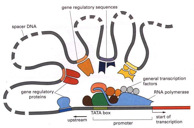 Regulatory Machinery of Gene Expression motif Classical Analysis of Transcription