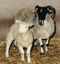 How was Dolly cloned? Dolly is claimed to be an exact genetic replica of another sheep. Is it exactly "exact"?