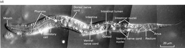 The Nematode: Caenorhabditis elegans SMALL: