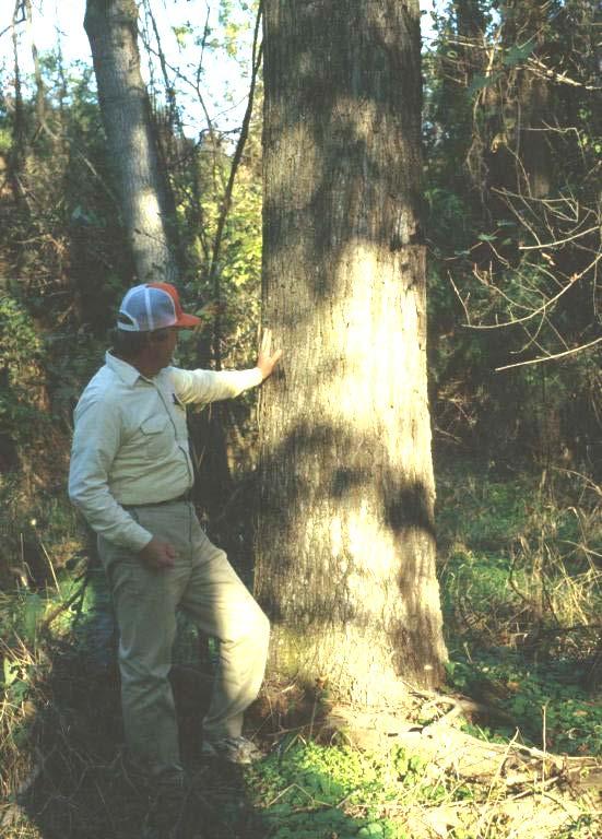 Harvesting options: Species Black cherry Black walnut Red oak White Ash White Oak Yellow-poplar Loblolly pine