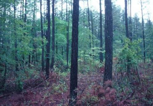 Implementing wildlife habitat and timber management prescriptions Stand thinning is essential Replicates the processes of natural selection and