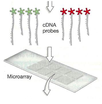 Each spot contains a specific DNA sequence (probes). The probes are used to hybridize with a labeled cdna sample.
