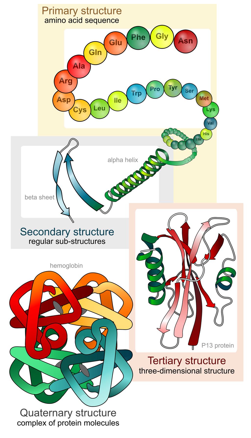 Levels of protein structure level description stabilized by primary amino acid sequence peptide bonds secondary formation of αhelices and βsheets in a polypeptide hydrogen bonds between groups along