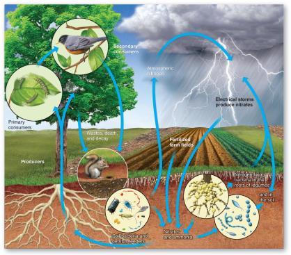 Biogeochemical & Nutrient Cycles Nitrogen Cycle Atmosphere is a source of nitrogen gas; fixed by