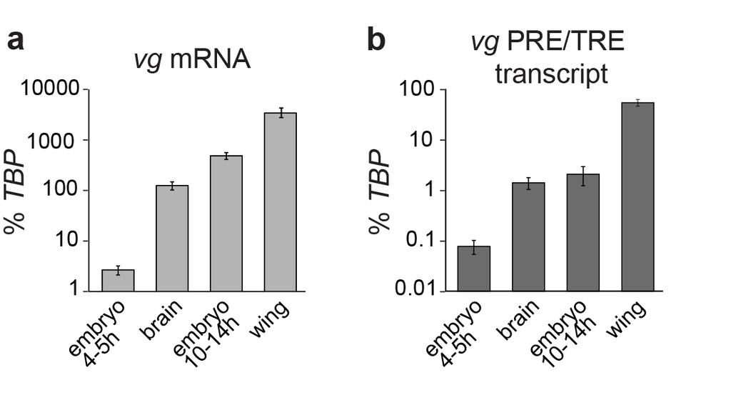 Supplementary Figure 1 Coding and noncoding transcription at the vg locus.