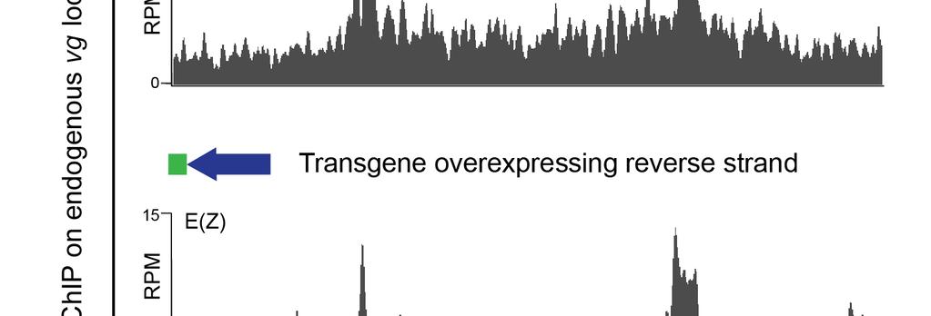 Supplementary Figure 10 ChIP-seq on the endogenous vg locus in the presence of overexpression of PRE/TRE transcripts.