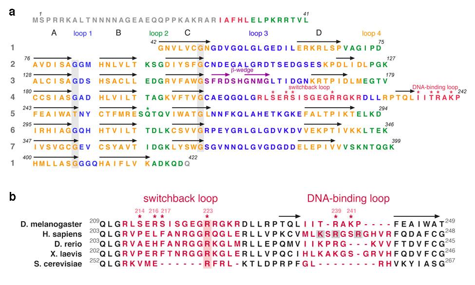 Supplementary Figures Suppl. Figure 1: RCC1 sequence and sequence alignments. (a) Amino acid sequence of Drosophila RCC1.