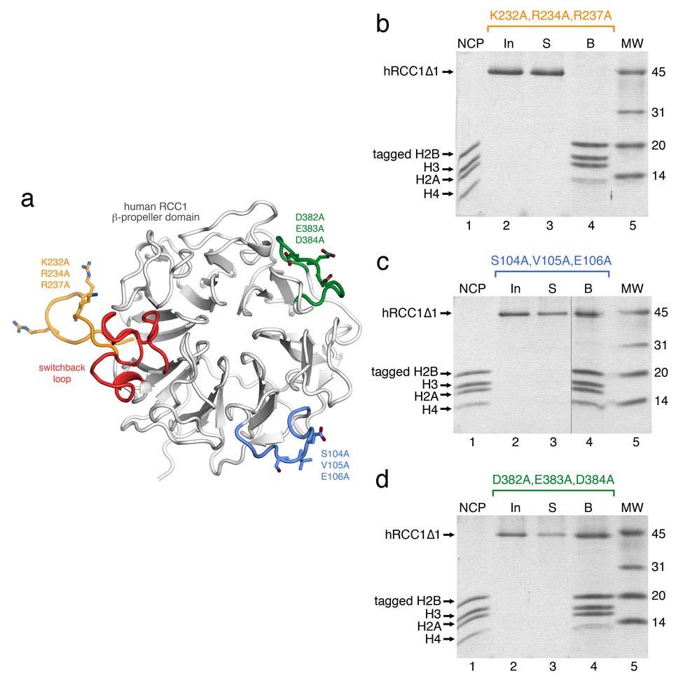 Suppl. Figure 3: Mutations in the predicted DNA-binding loop in human RCC1 abrogate binding to the nucleosome.