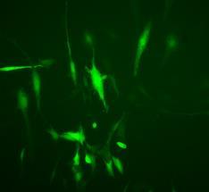 GBM Cell Viability (Fold Control) Luciferase-TRAIL Signal (Fold Day 1) Mouse