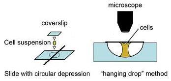 2:4 Techniques for Microscopic Study HANGING DROP PREPARATION: using a thick slide with a depressed center to suspend a drop of liquid live bacterial
