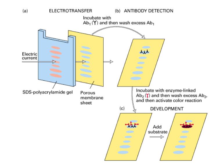 7 Western Blot Hybridization Advantages Detect end product (protein) Can detect post