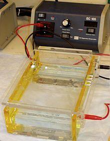 Separating DNA gel electrophoresis Gel electrophoresis is used to to separate and analyze the differently sized fragments DNA fragments are placed at one end of a porous gel When electric current is