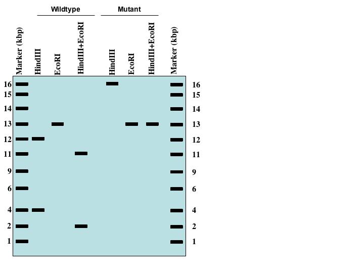 chromosomal DNA from wildtype and w1- mutant slugs.