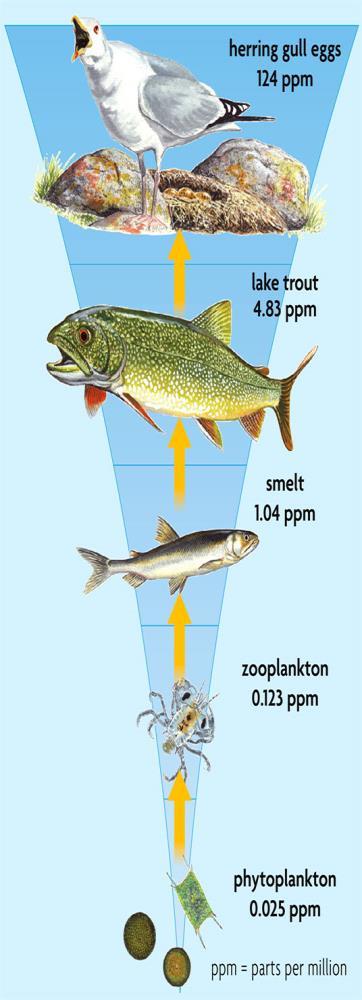 Biomagnification Causes in the food chain Defined as a as predators eat prey accumulating in higher concentrations in the bodies of predators Pollution is measured in Most serious effect on species