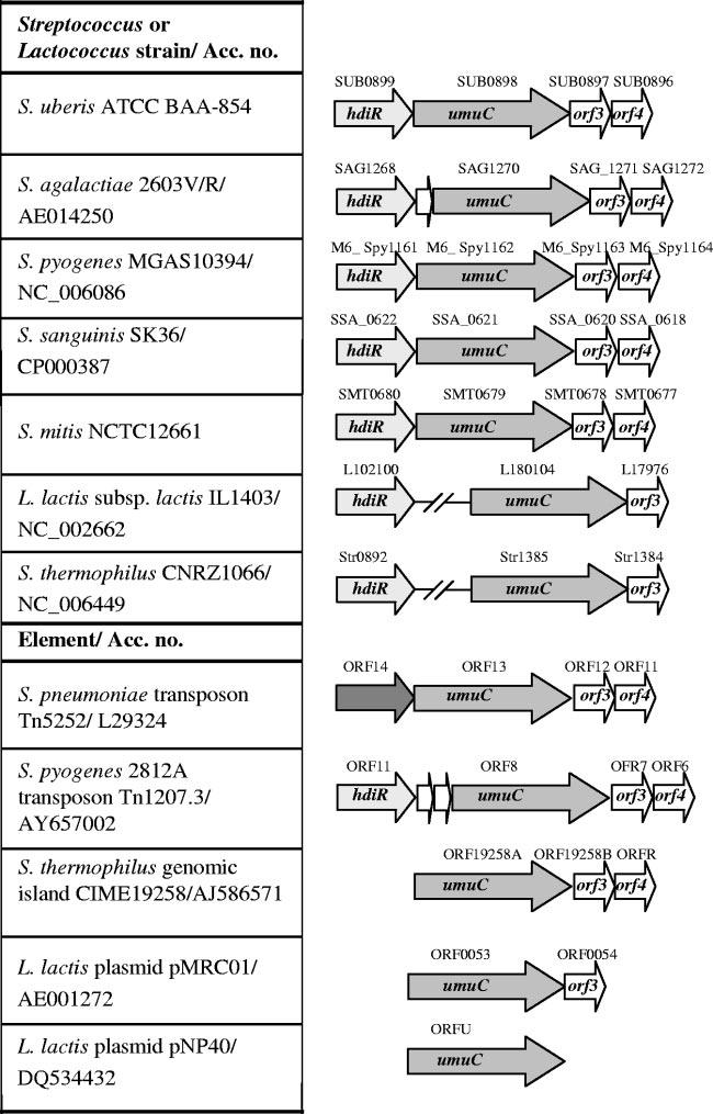 VOL. 189, 2007 STREPTOCOCCAL SOS MUTAGENESIS CASSETTE 5219 Downloaded from http://jb.asm.org/ FIG. 8. Distribution of umuc in members of the Streptococcaceae.