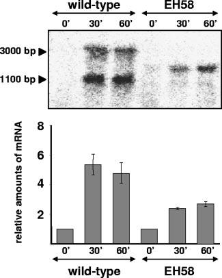 (B) Sensitivity of S. uberis ATCC BAA-854 and EH58 to mitomycin C (MMC).
