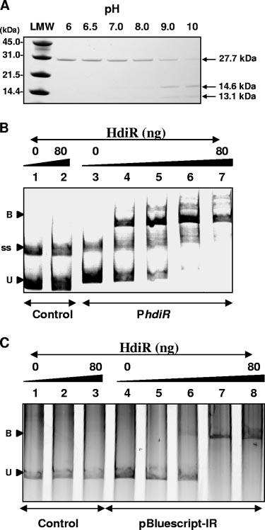 5218 VARHIMO ET AL. J. BACTERIOL. FIG. 7. In vitro analyses of HdiR self-cleavage and DNA-binding activity. (A) ph-dependent cleavage of the His 6 -HdiR in the ph range of 6.0 to ph 10.