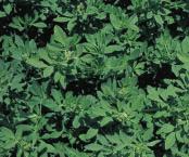 Phosphorus Deficiency Symptoms in Some Crops The classic deficiency symptoms for phosphorus (P) or other nutrients in crops can be described, but they may not always be so obvious in the field.