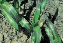 The purple color does not necessarily signal P deficiency, because that is the normal appearance in some hybrids. Some hybrids may be deficient without obvious symptoms.