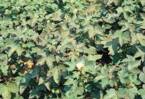 Premature senescence of leaves may occur on P-deficient plants later in the season. Deficiency does not usually occur in early growth of cotton.