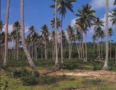 Asia has an abundance of over-mature coconuts, which are readily converted for use as timber and local specialty products. tree species in Asia (FAO 2001).