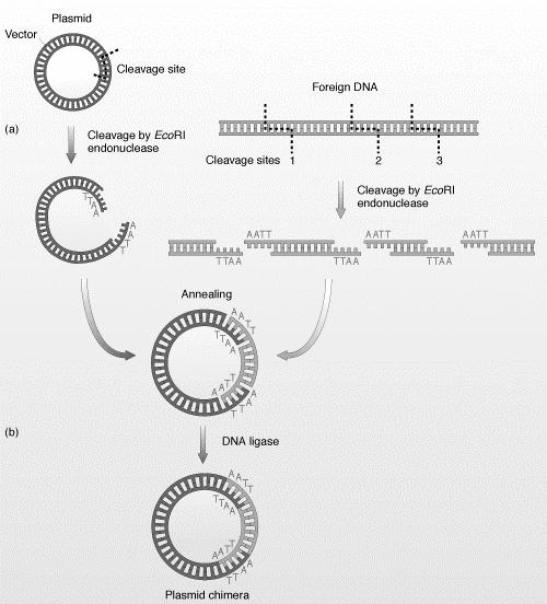 rings The same restriction enzyme is used on both the human DNA of interest and the plasmids Complementary sticky ends of the fragmented human and plasmid DNA will