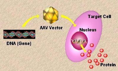 Gene therapy Introduction of foreign genetic material into a cell with therapeutic intent.
