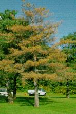 Whitespotted sawyer Pine Wilt Disease Pine Wood Nematode (Bursaphelenchus xylophilus (pine chips,