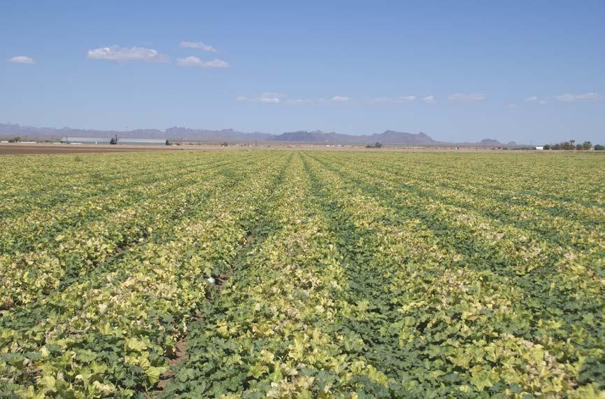 1 Area wide Incidence of Whiteflies and CYSDV In Fall Melons in Yuma County, 2007-2012 John Palumbo, Kurt Nolte and Yves Carriere October 8, 2007 This is a summary of a recently completed project