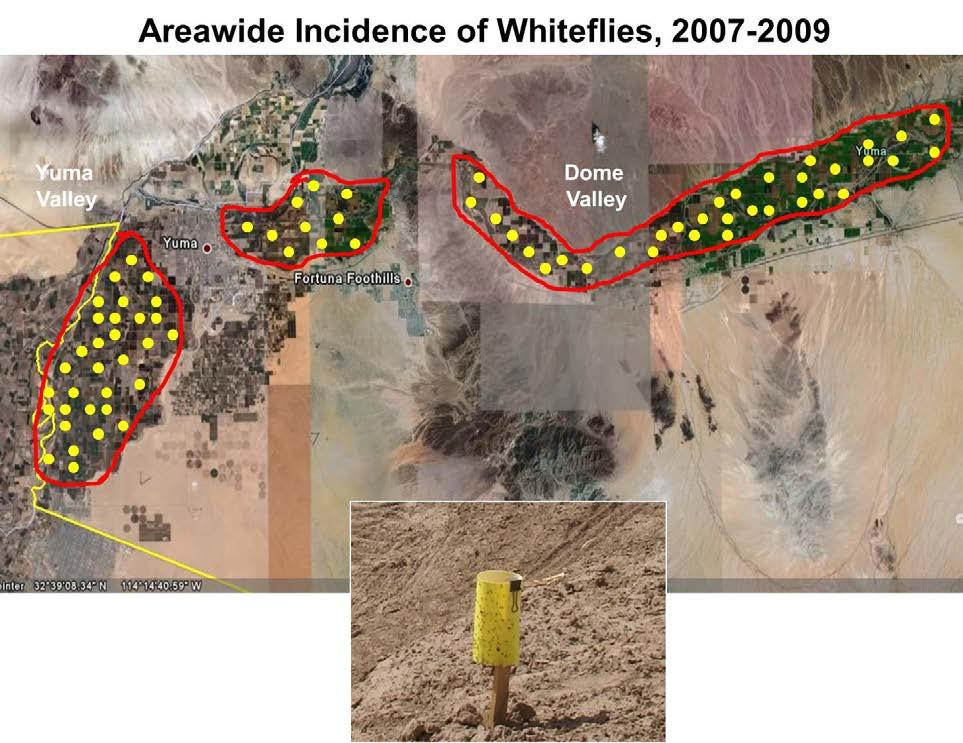 2 The project was initiated in the spring of 2007 to monitor and record the area wide incidence of whitefly movement using yellow sticky traps located throughout the growing regions.