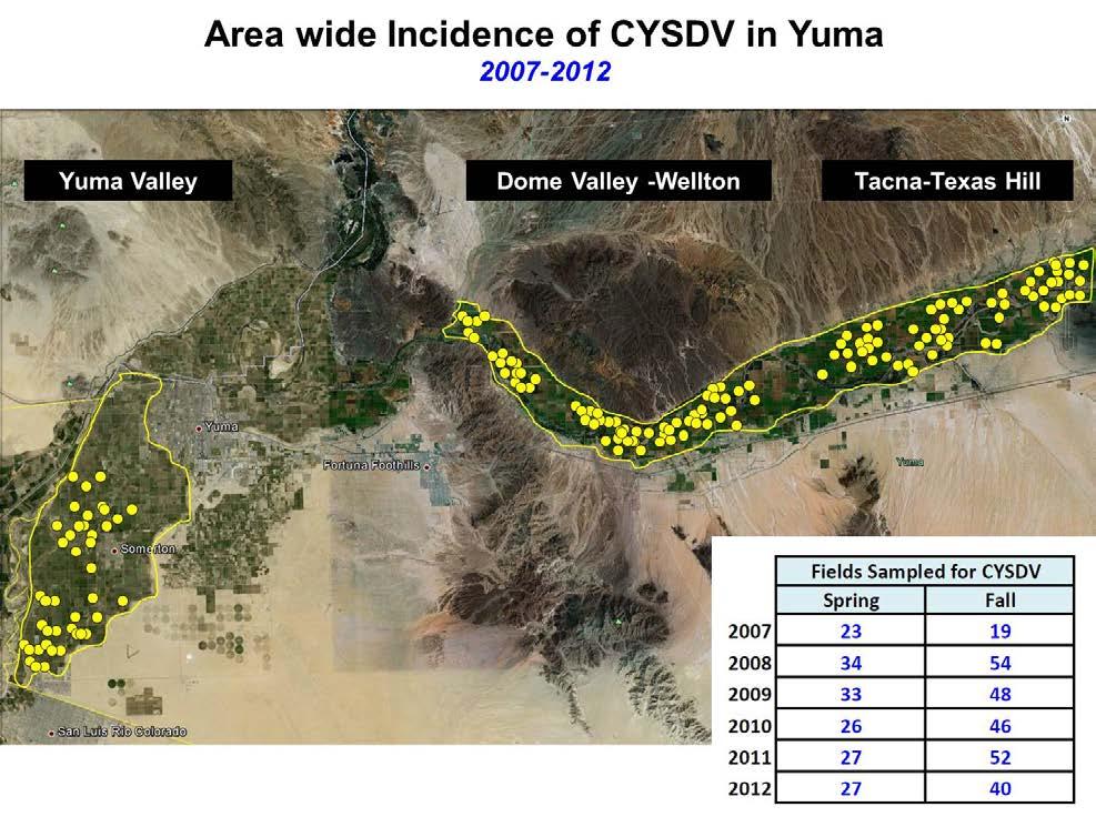 3 In association with the whitefly trapping, a concurrent project was initiated in the spring of 2007 to monitor and record the areawide incidence of CYSDV in melon fields in the Yuma area.