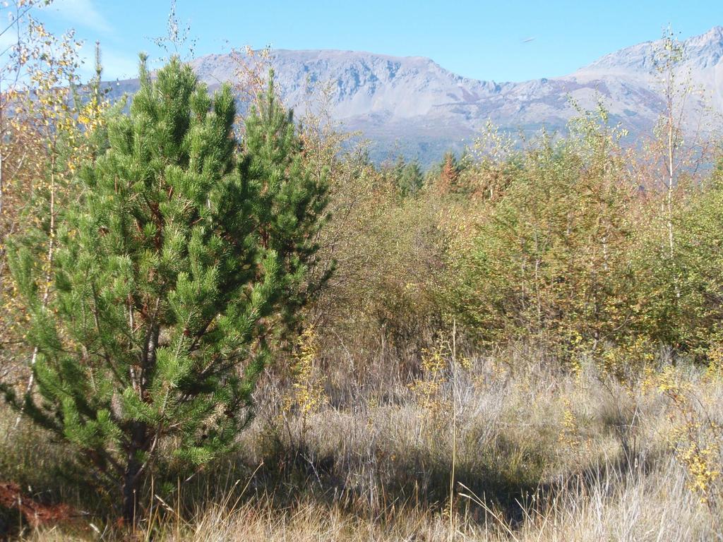 Lodgepole pine (Pinus