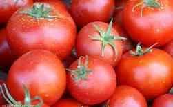 tomatoes from distributors to make spaghetti