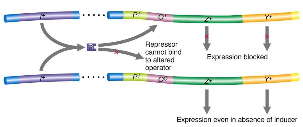 Genetic lessons from the lac operon Heterozygotes (0 + / 0C) demonstrate that operators are cis-acting.