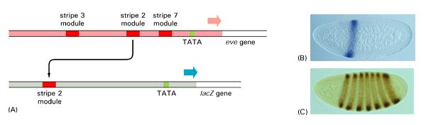 The cis-acting binding motifs in promoters are organized in modules Experiment demonstrating the modular construction of the eve gene regulatory region.