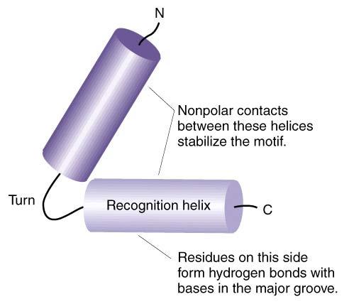 α helices of proteins are often