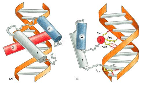Homeodomain proteins are a special class of helix-turn-helix proteins. A homeodomain bound to its specific DNA sequence.