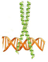 The Leucine Zipper Motif Mediates Both DNA Binding and Protein Dimerization A leucine zipper dimer bound to DNA.