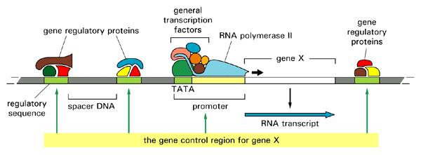 Regulatory transcription factors often act as dimers, trimers or even higher order complexes.