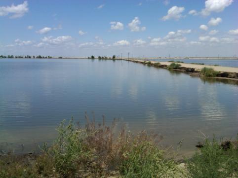 IRWD Groundwater Banking Program Program Overview: IRWD has developed water banking projects in Kern County: - 761 acres