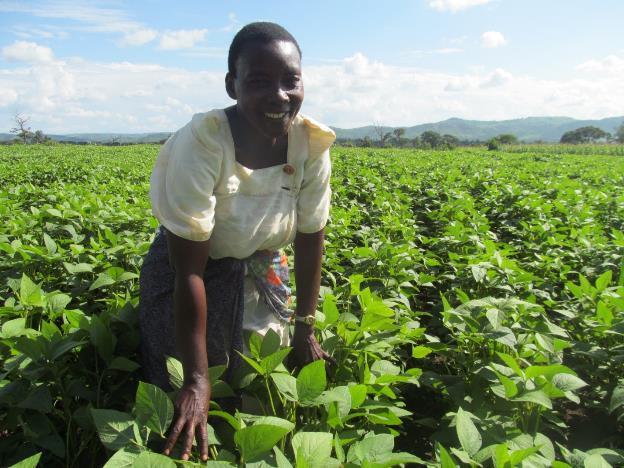 Agriculture 77% of workers are women Farming in Uganda is still dominated by smallholder