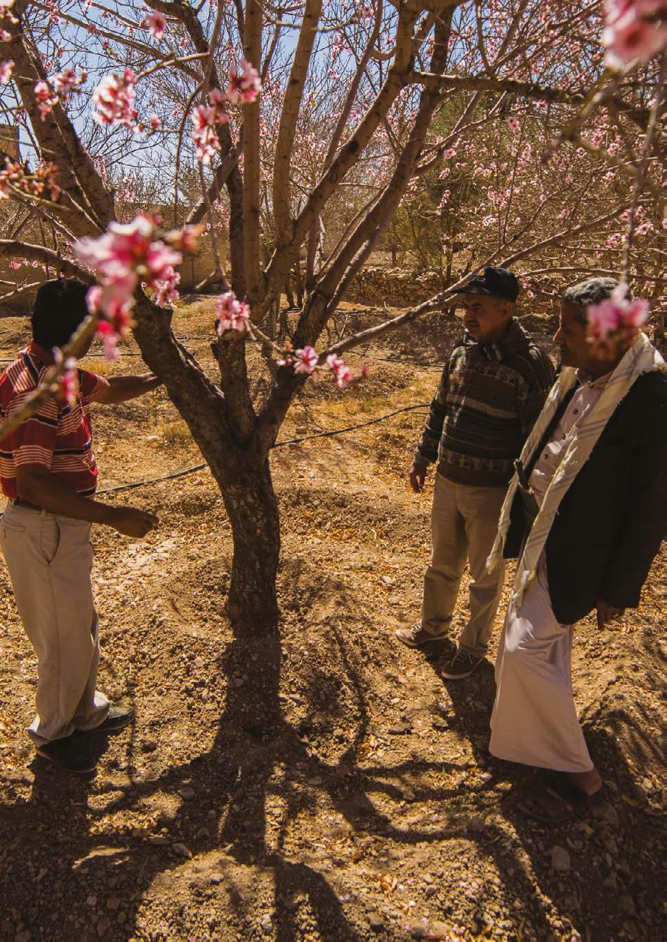FAO/Soliman Ahmed Photo: Farmers learn how to plant almond trees