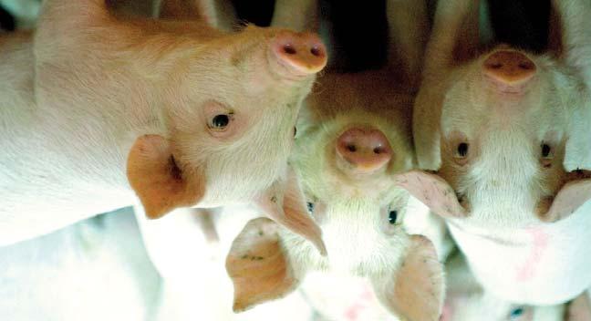 The combination of very low pig density and a prime environment enables the industry to maintain an excellent health status, leading to better pig performance and lower use of medications.