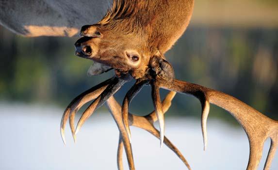 A Culinary Treat or Medicinal Ingredient - Elk Alberta represents nearly half of Canada's total farmed elk. Alberta's elk meat and velvet antler are exported internationally.